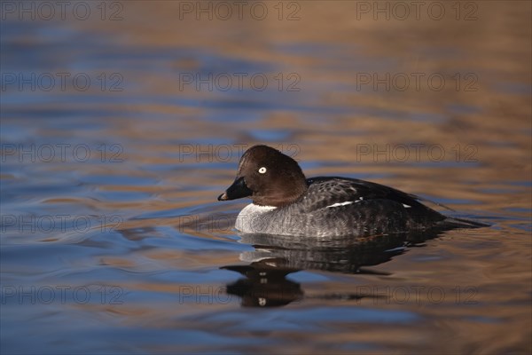 Goldeneye adult female duck