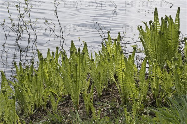 Ostrich fern