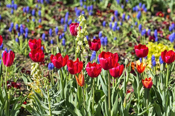 Red tulips in a bed