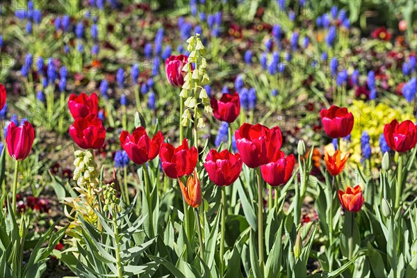 Red tulips in a bed