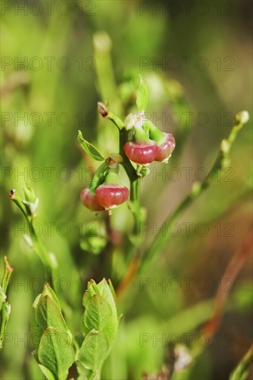 Blueberry bush