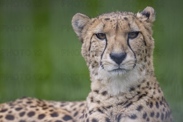 Cheetah