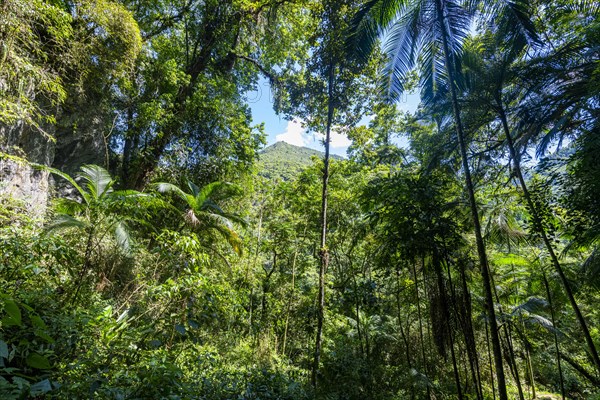 View in the jungle from the Santana Cave