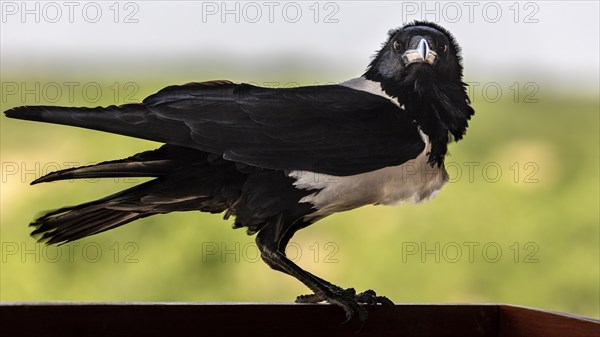 Pied crow