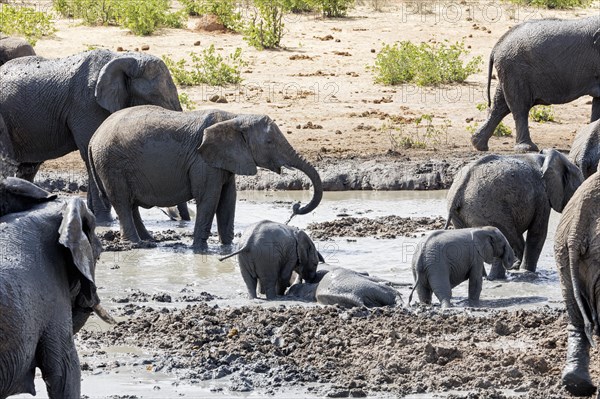 African elephants