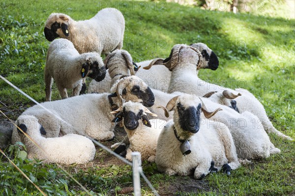 Valais black-nosed domestic sheep