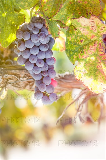 Lush wine grapes clusters hanging on the vine