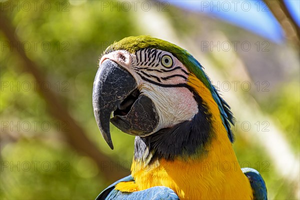 Macaw perched on a branch with vegetation of the Brazilian rainforest behind