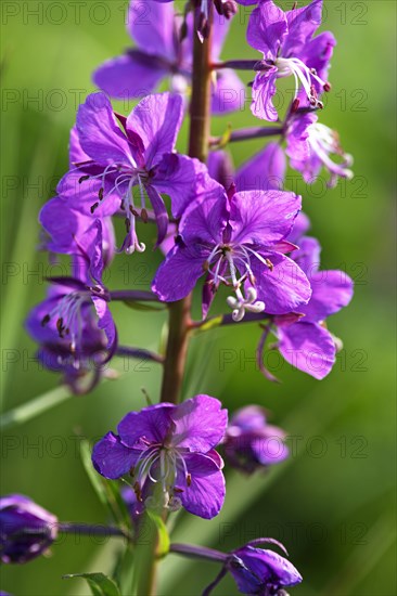 Fireweed