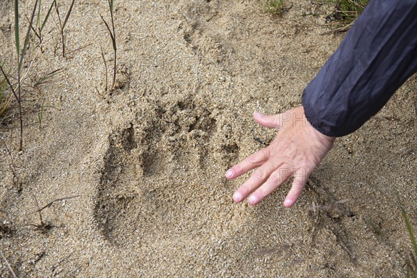 Bear tracks in Kukak Bay