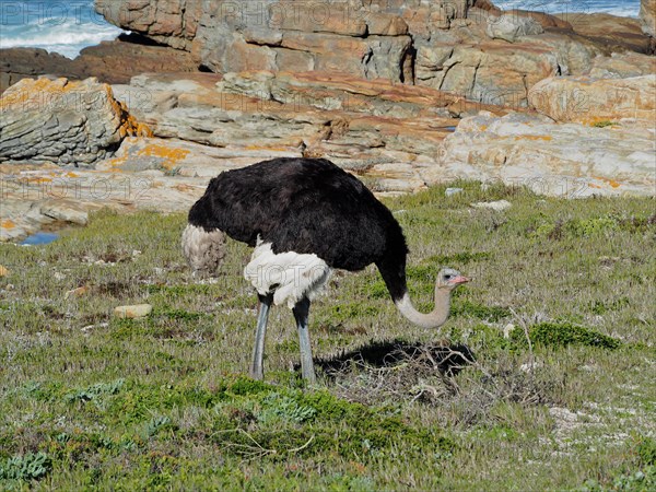 Common ostrich