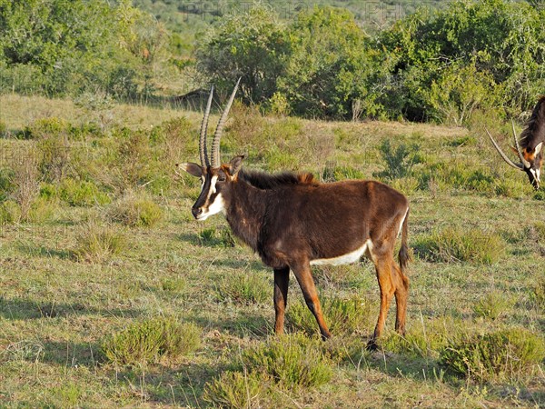 Sable antilope