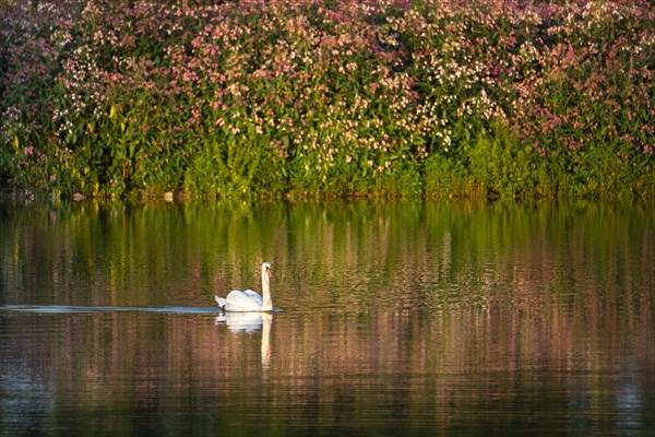 A swan swimming in a lake at golden hour. In the background blossoms of Himalayan Balsam