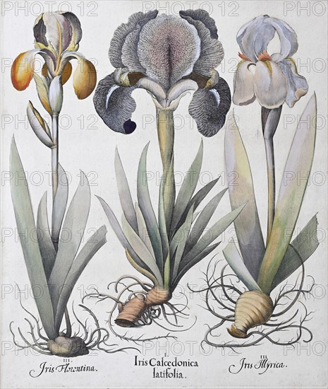 Irises