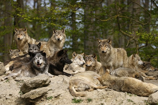 Algonquin wolf