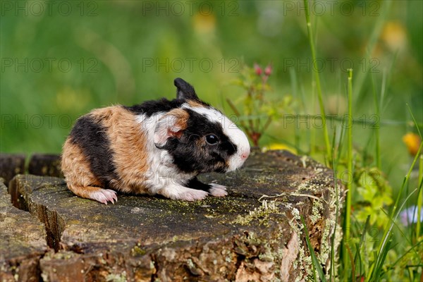 Guinea Pig pigs