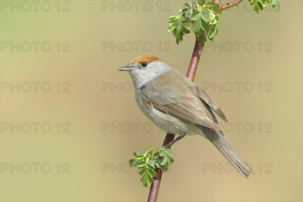 Blackcap