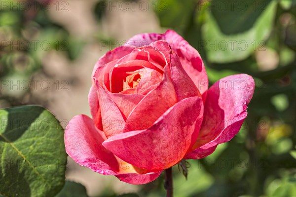 French rose