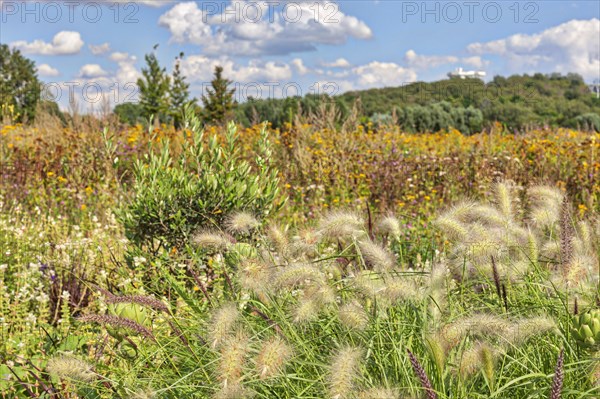 White lampbush grass