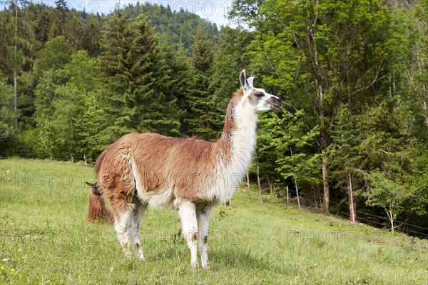 Llama