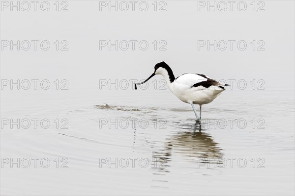 Pied avocet