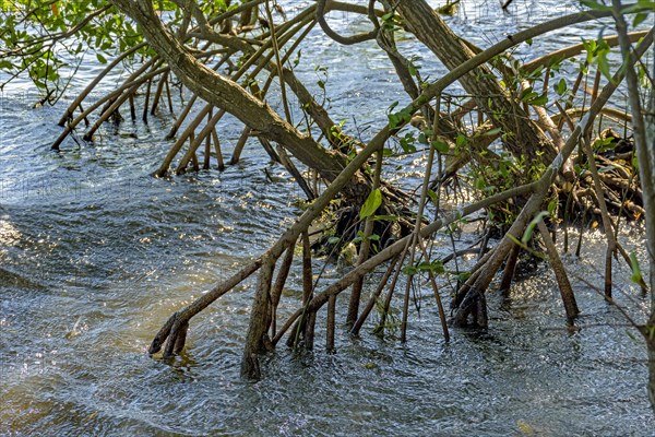 Roots and aquatic vegetation typical of common mangroves in Brazil's tropical ecosystem