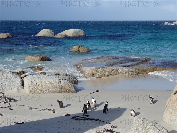 Several african penguins