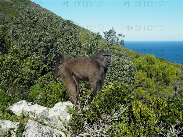 Chacma baboon