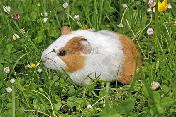 Guinea Pig pigs