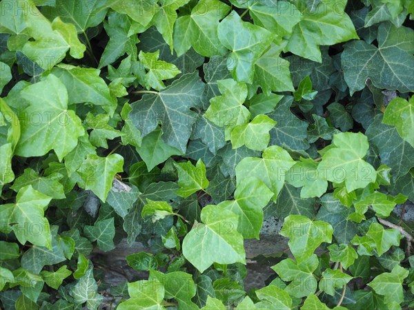 Ivy plant background