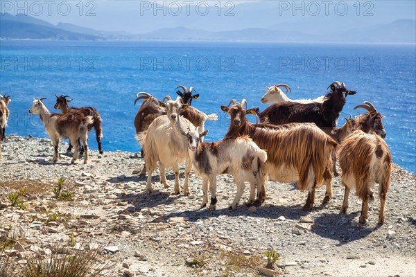 Corsican goats at Cap Corse