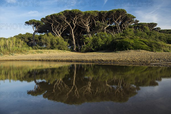 Beach and old pine trees