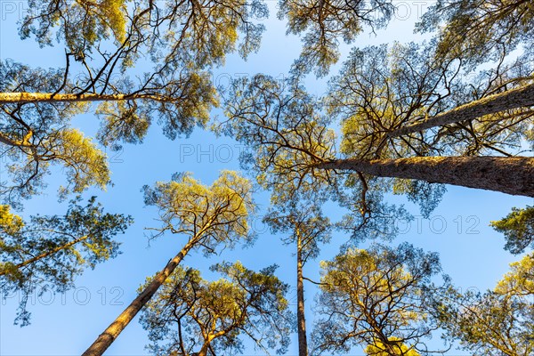 Beech forest in Trollskogen