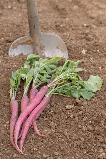 Bunch of radishes with a shovel in the background in an organic vegetable garden