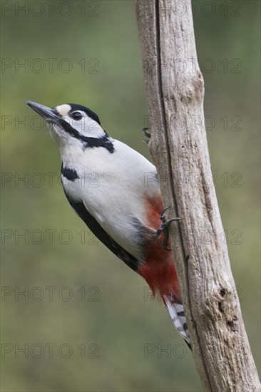 Great spotted woodpecker