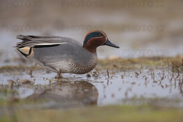 Common teal