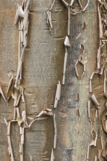 Paperbark maple