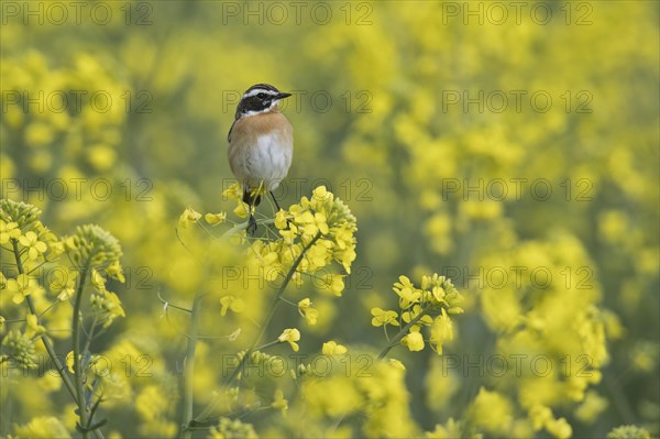 Whinchat