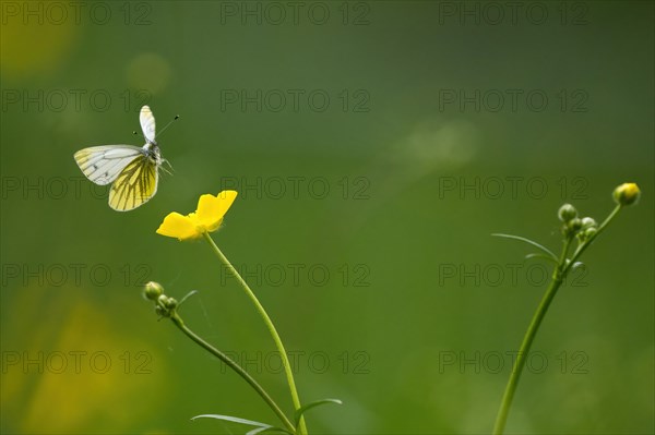 Rape white butterfly or green-veined white