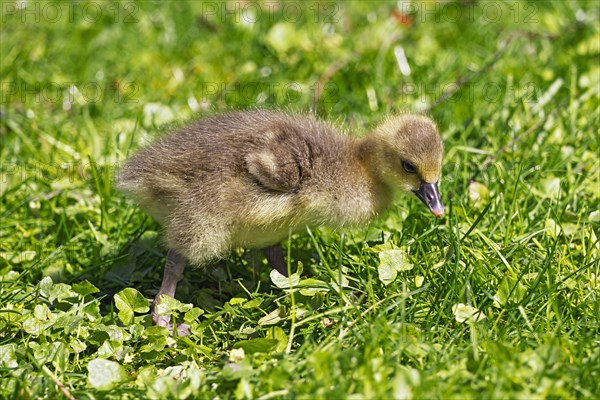 Greylag goose