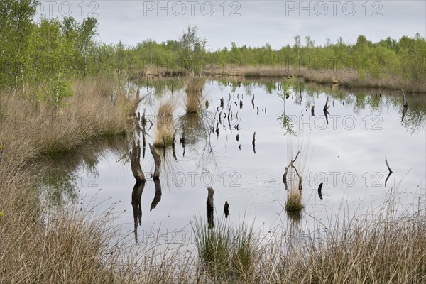 Moorland