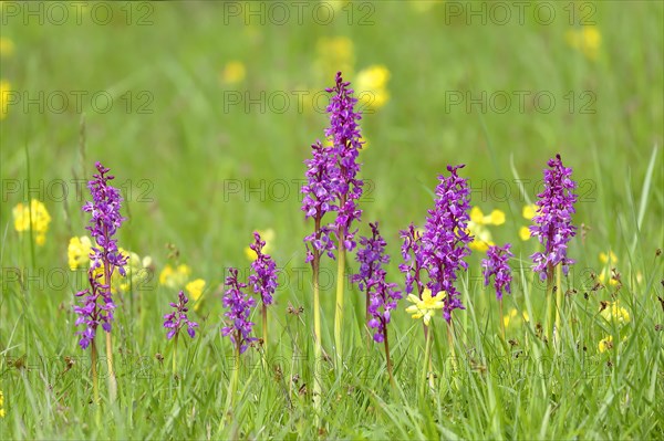 Early purple orchid