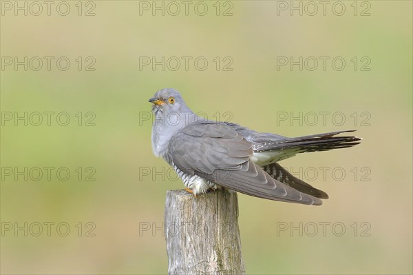 Common cuckoo