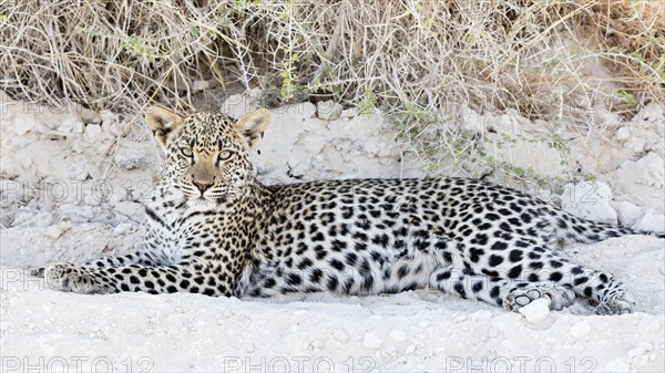 Leopard