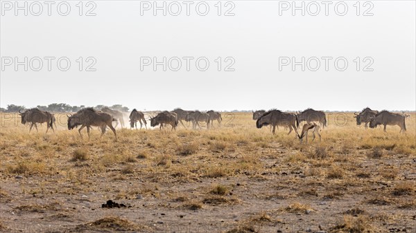 Wildebeests