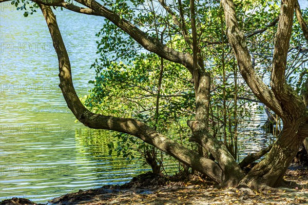 Typical mangrove vegetation with gnarled trees on the coast of southeastern Brazil