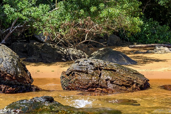 Meeting between the rain forest and the crystal-clear sea at Ilha Grande on the green coast of Rio de Janeiro