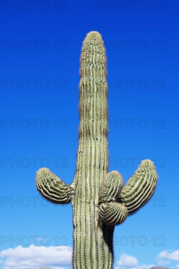 Saguaro cactus