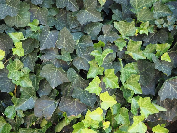 Ivy plant background