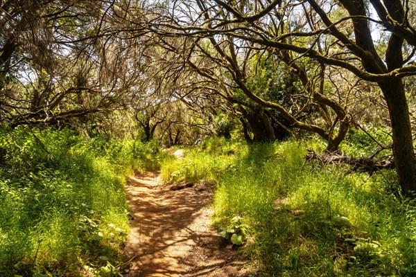 Footpath through laurel forest in a lush green landscape in La Llania on El Hierro